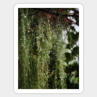 Rainy Spanish Moss Sticker